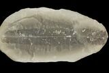 Fossil Fern (Pecopteris) Pos/Neg - Mazon Creek #121181-2